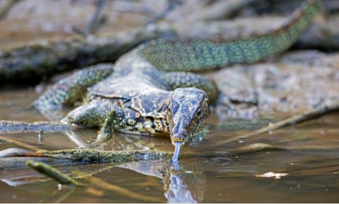 五爪金龙巨蜥现身云南,国宝级圆鼻巨蜥现身云南龙陵
