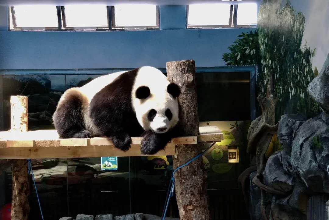 端午节武汉去处 (武汉端午节小长假去哪玩)