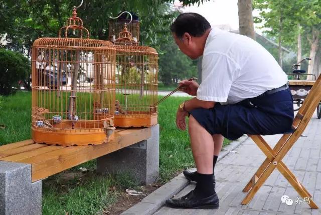 虎头凤怎样盘才不会怕人,怎样喂鸟让鸟不怕人