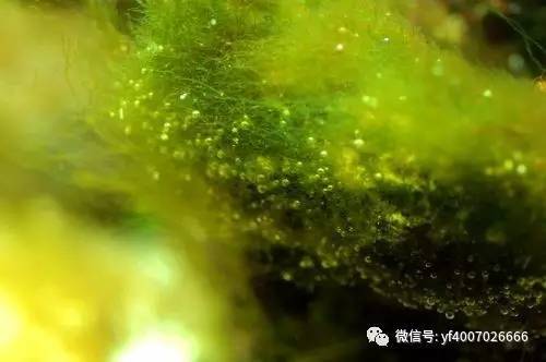 海缸养鱼长绿藻,海缸藻类多适合养鱼吗