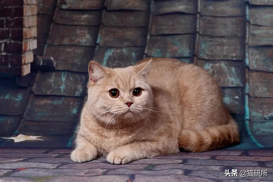 猫咪身上不同的味道代表什么,为什么猫咪的眼睛有不同颜色