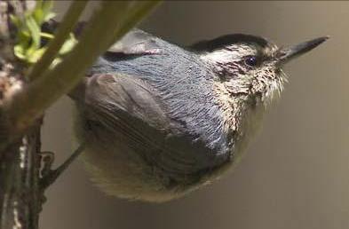 东江揽胜,惠州淡水常见鸟类图谱