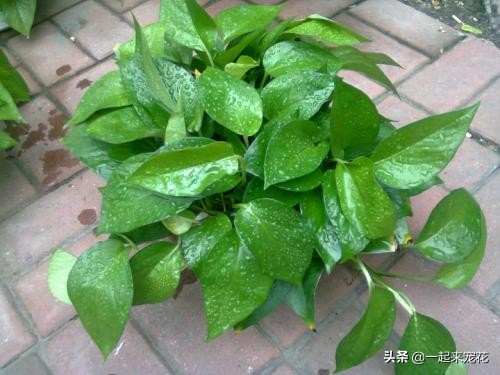 在家养花能吸甲醛吗,适合吸甲醛的盆栽花卉