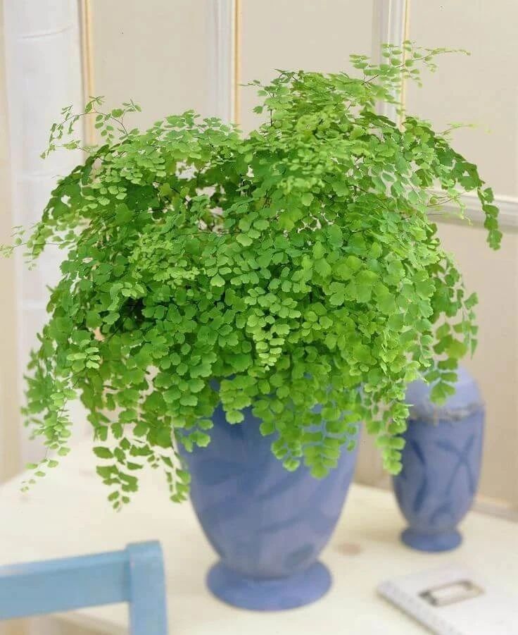 盆栽铁线蕨叶子容易发黄干枯,如何才能让叶子常年翠绿呢?