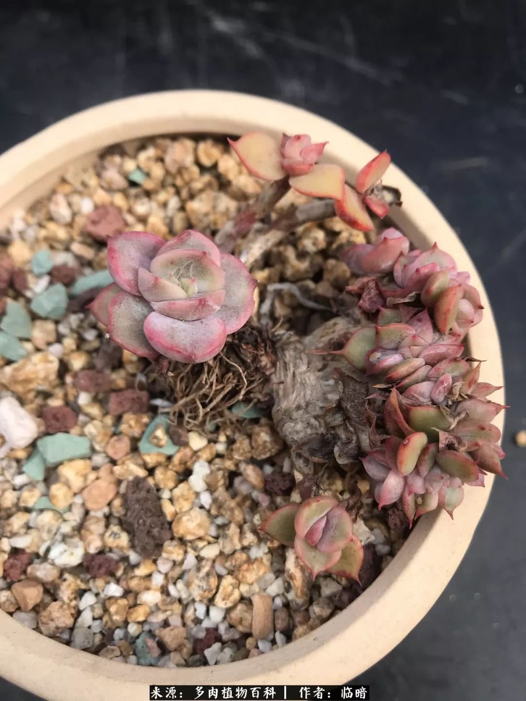 多肉带给我的感情,多肉给人们带什么作用