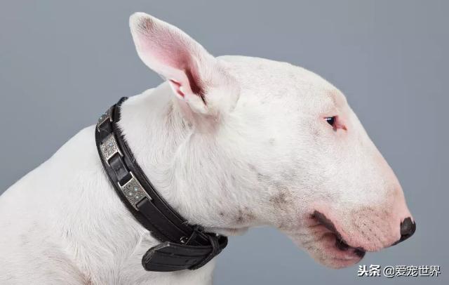 牛头梗自家养出售,牛头梗好养活吗视频