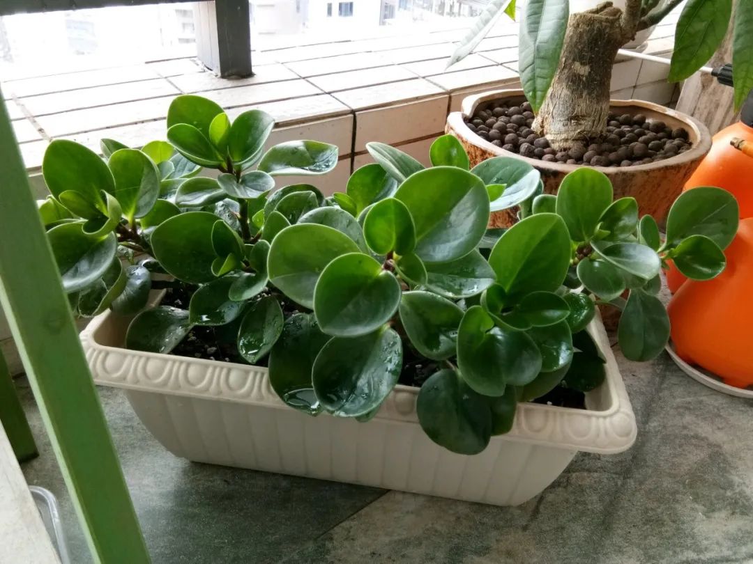 豆瓣绿叶片长黑斑是怎么回事,豆瓣绿新叶子卷曲是怎么回事