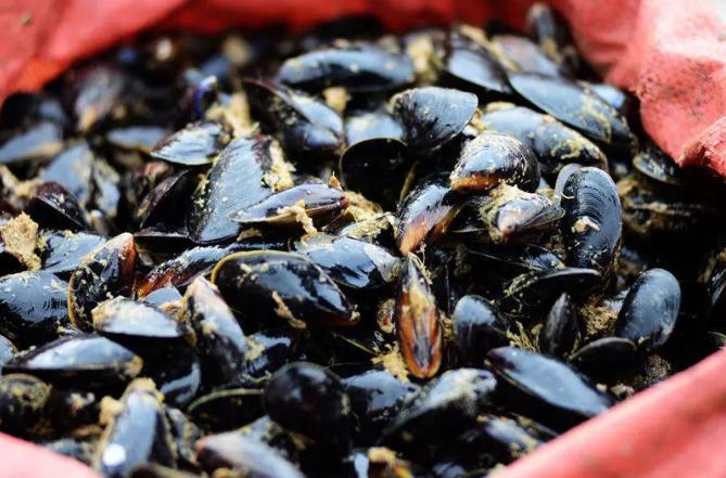 海虹挑选方法,怎么辨别海虹新鲜