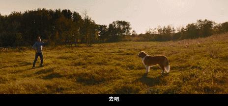 一条狗的使命2集锦,一条狗的使命2催泪片段