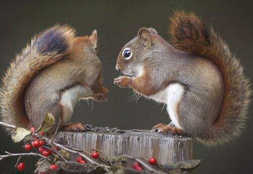 松鼠幼崽常见的疾病,魔王松鼠生病怎么处理