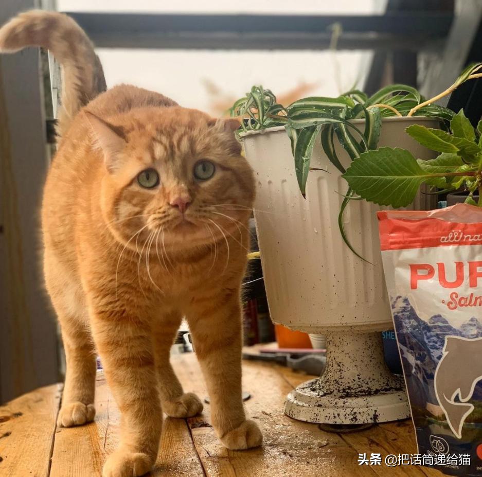 被弃养的猫还要打疫苗吗,弃养了一只猫