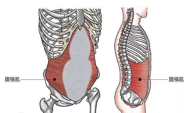 生产后肚子松松垮垮,产后运动肚子赘肉多久能恢复