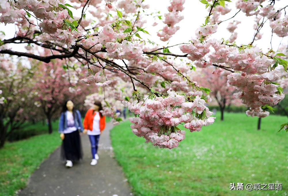 十里樱花十里尘,十五个赏樱地,赴一场樱花之恋