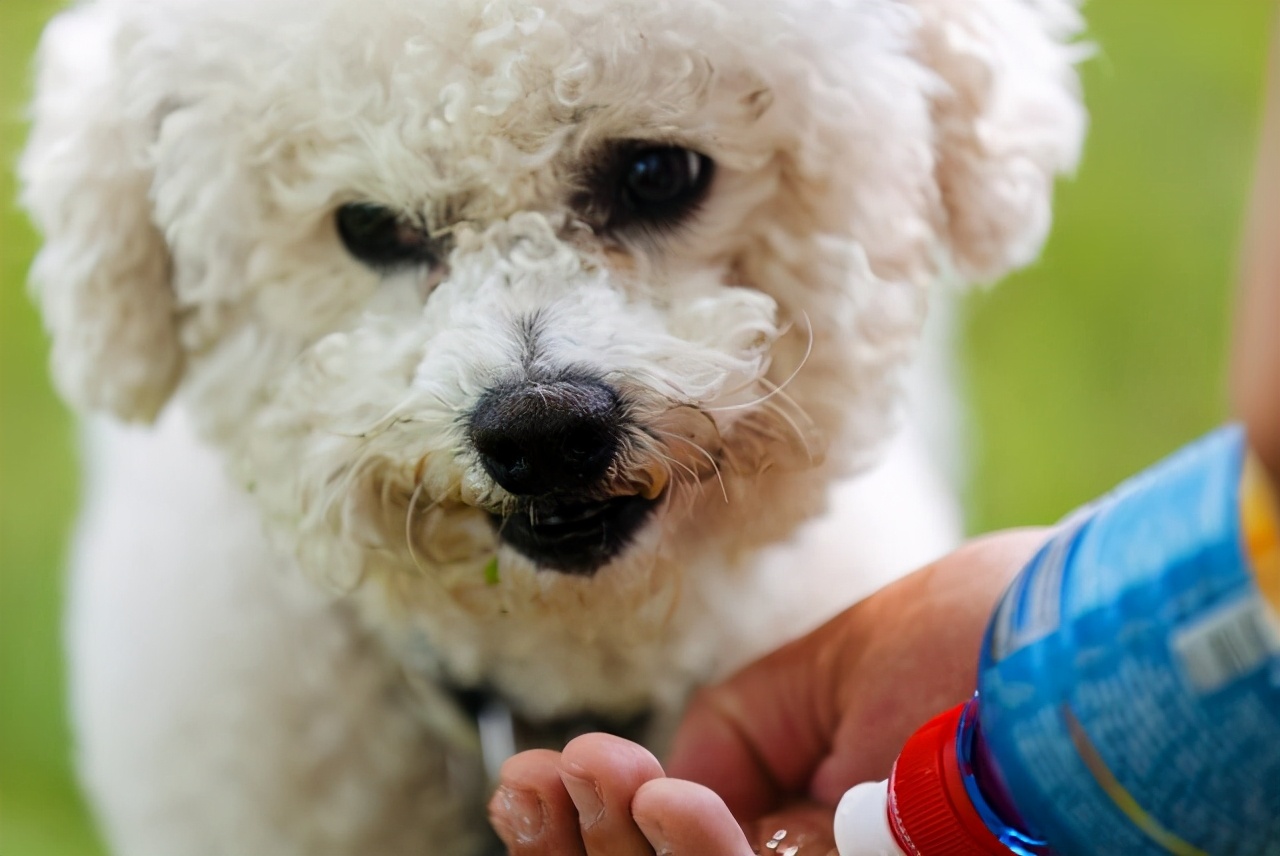 比熊舔人代表什么,比熊舔主人的嘴是什么意思