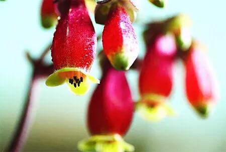 宫灯长寿花重瓣,小宫灯长寿花精品