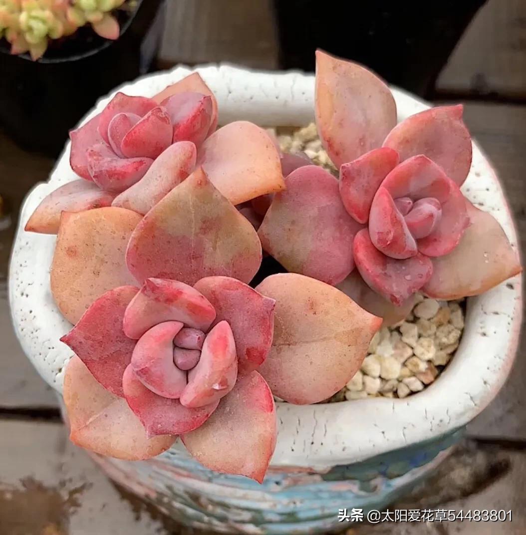 多肉彩虹糖怎么养,多肉彩虹糖打理方法