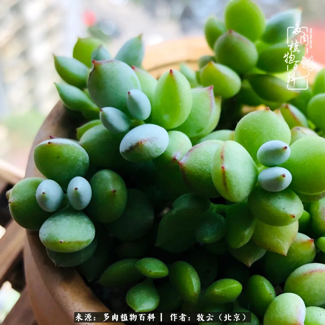 多肉植物一样的生机勃勃,多肉生活充满诗意