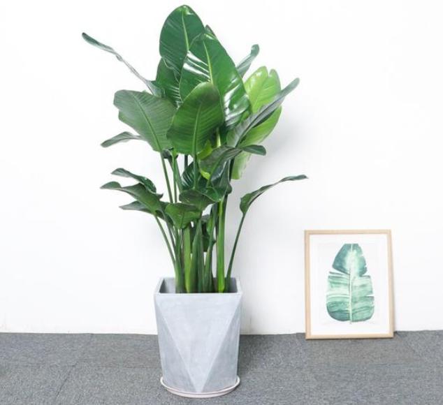 鹤望兰小盆栽怎么养,北方盆栽鹤望兰何时可以换盆