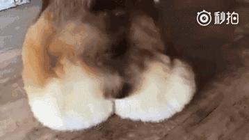 狗本来不掉毛却突然开始掉毛,狗狗身上毛秃了一块