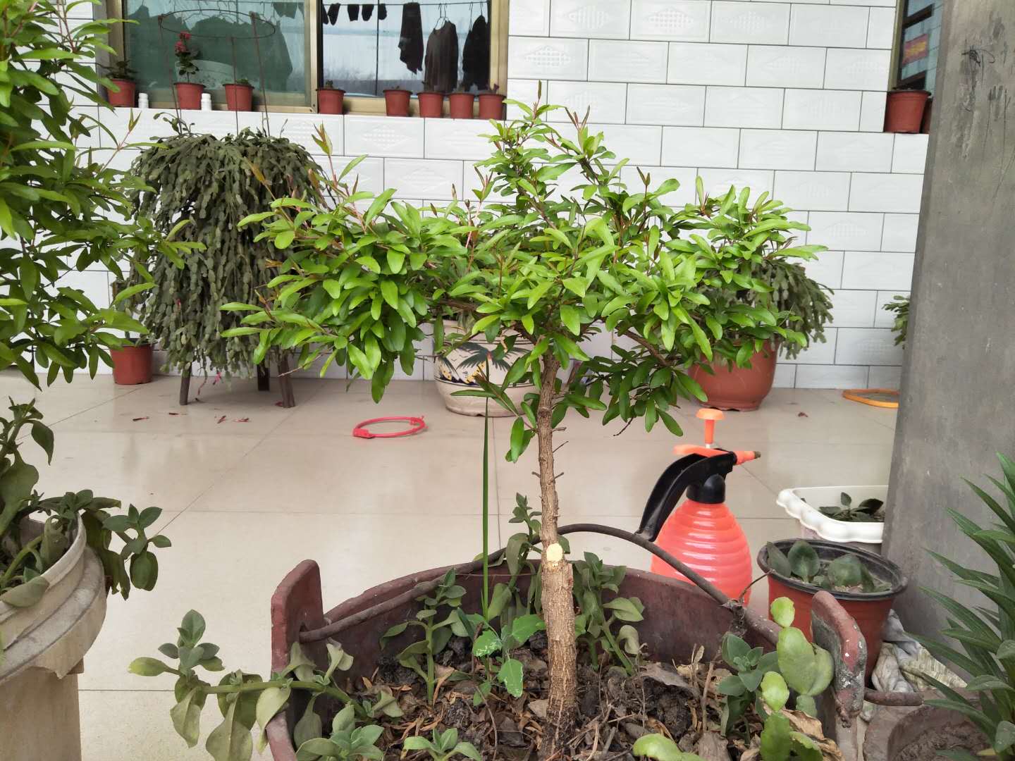 石榴树发芽不好怎么办,石榴树闷坏了怎么补救