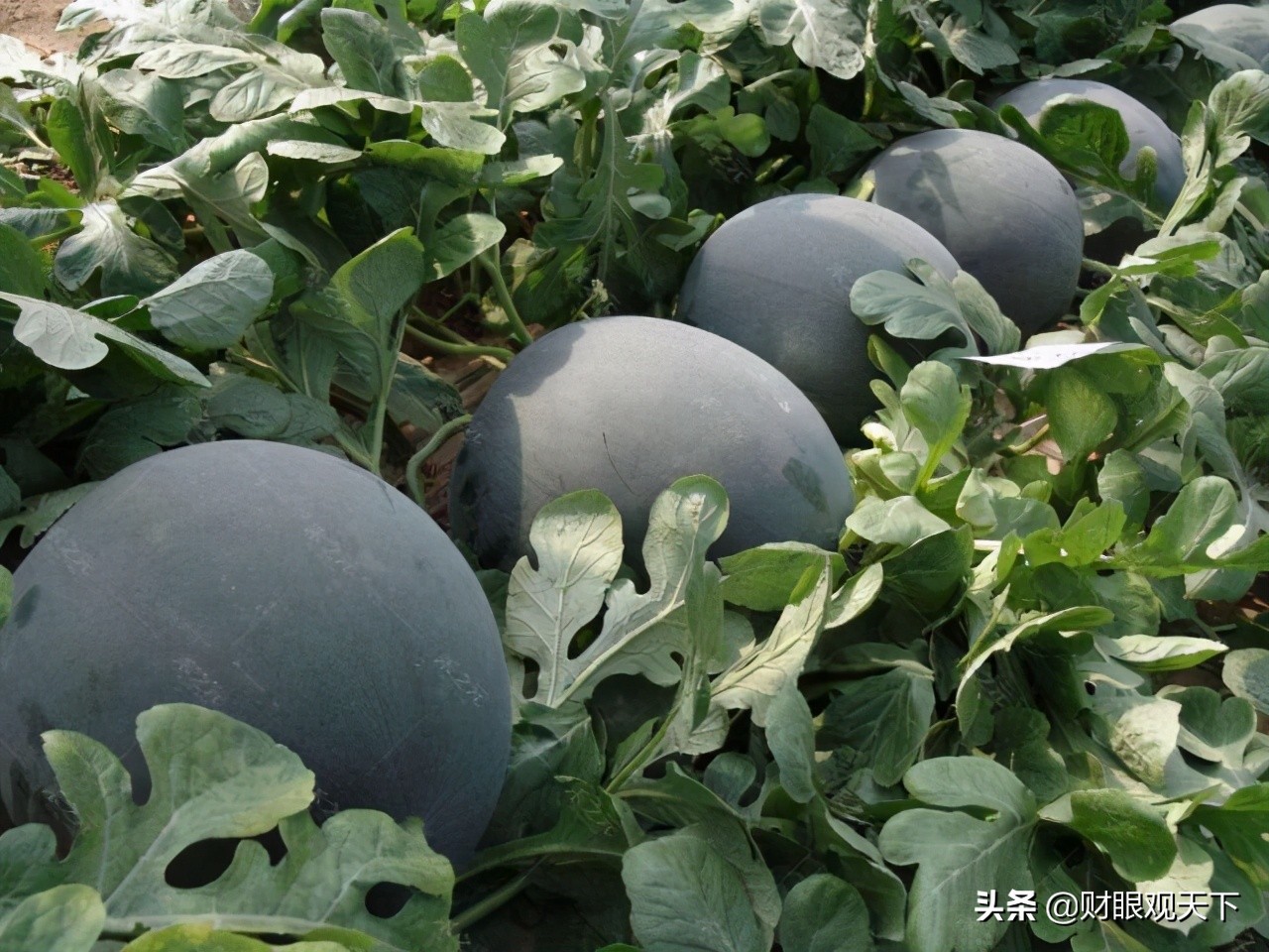 不能错过的*疆新**水果（一）