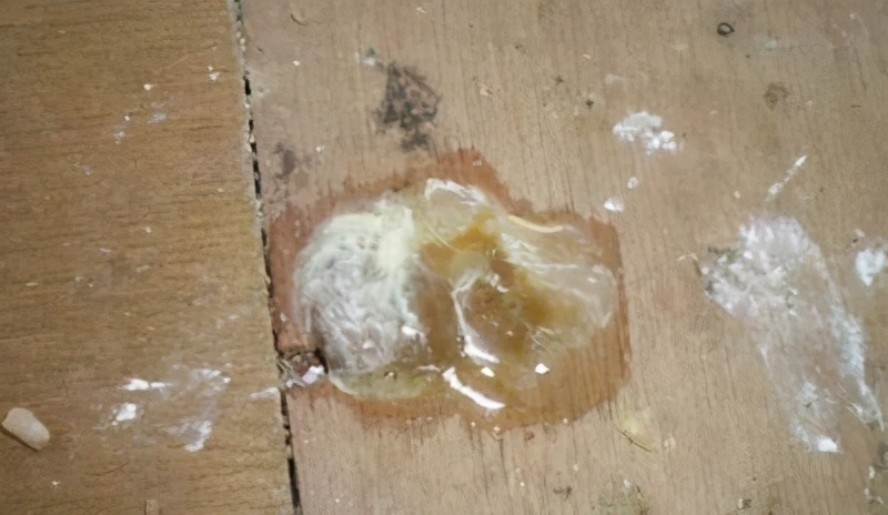 如何分辨虚寒下痢和泻热下痢,预防家禽白痢