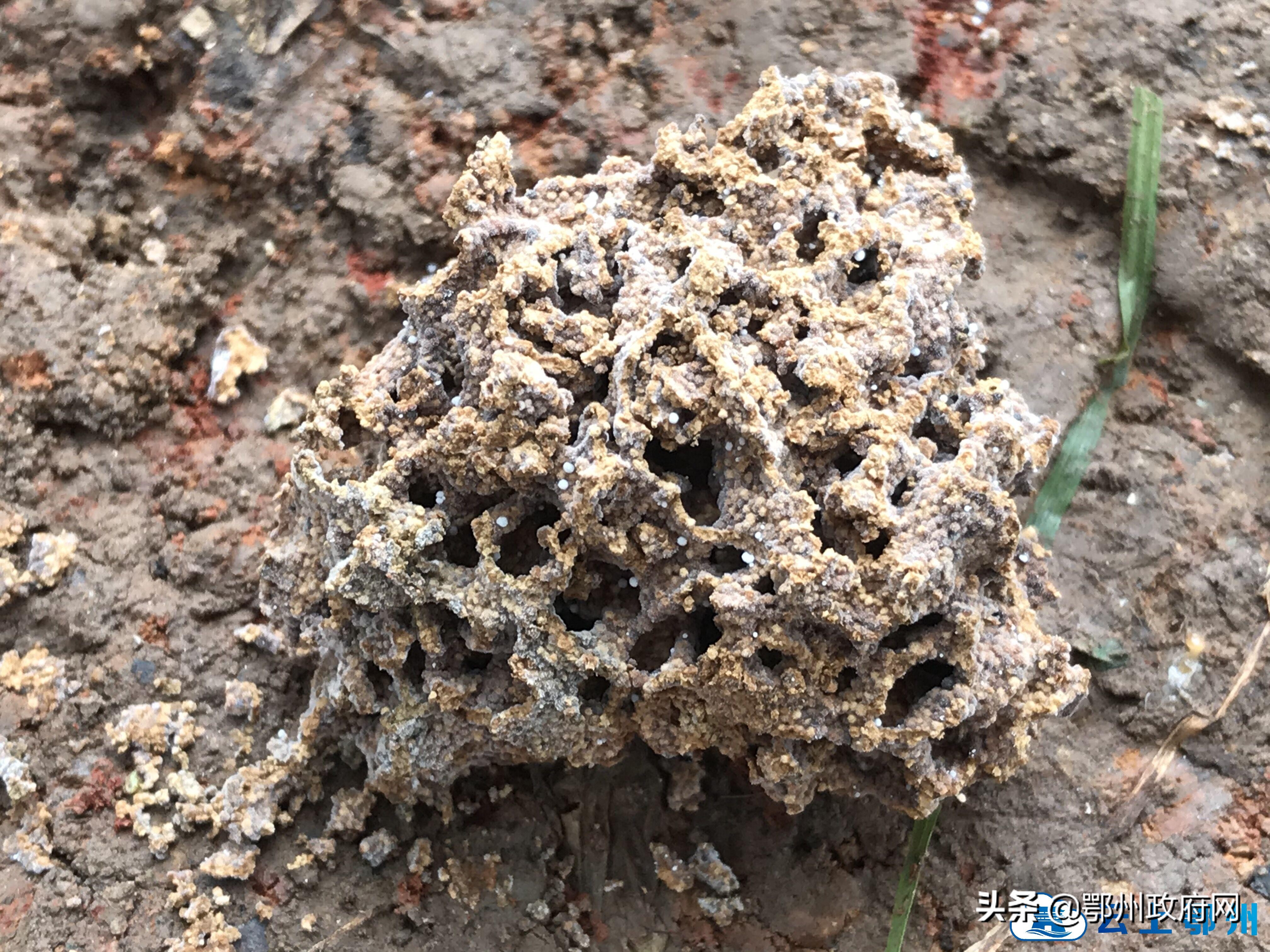 鄂州防汛江堤挖出白蚁巢穴3处，巡堤队员获1000元奖励