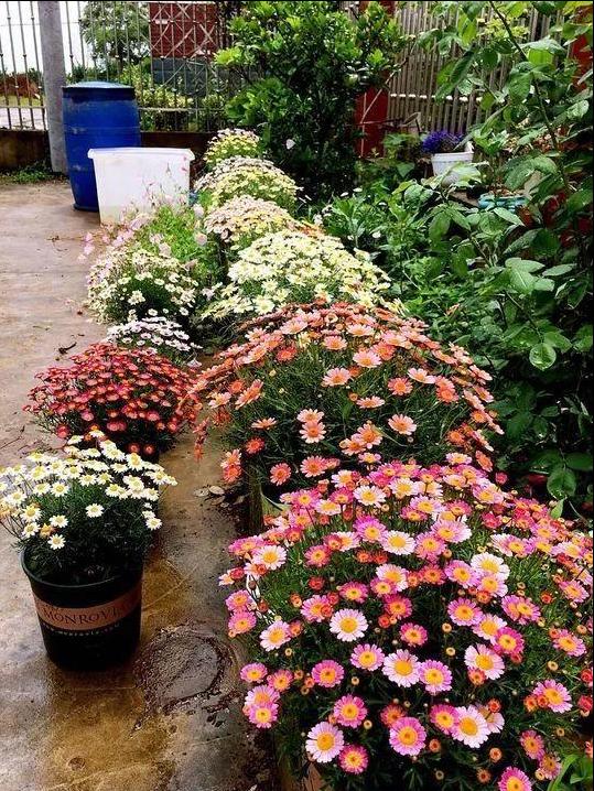 虎刺梅大花品种磷酸二氢钾,磷酸二氢钾促花促果用多少倍