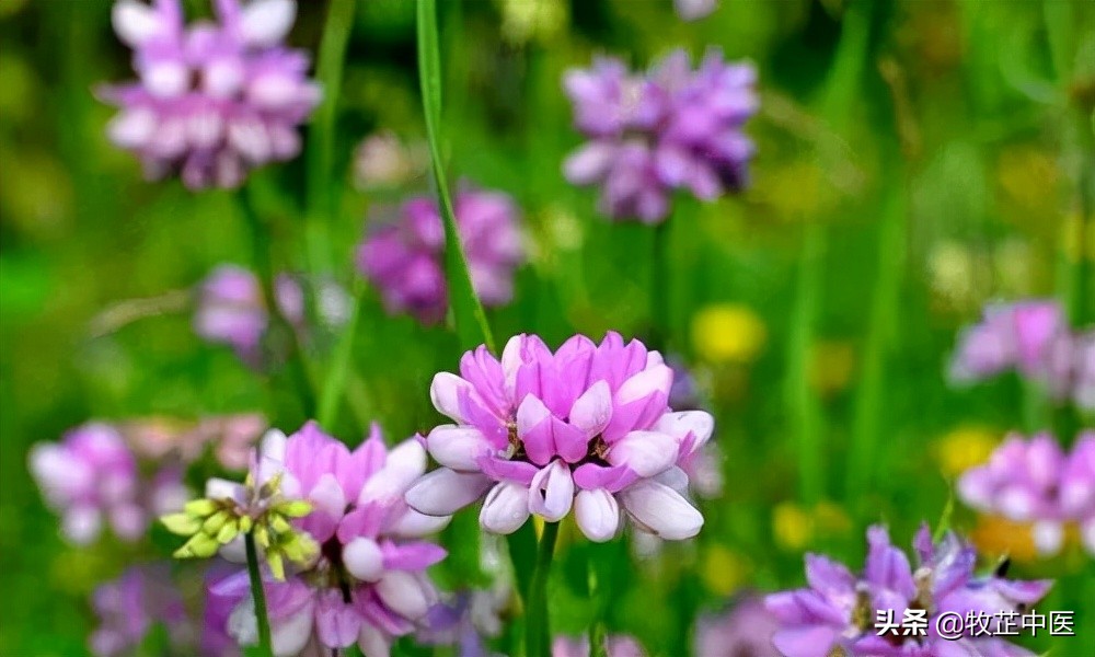 肾虚纹图片,肾虚纹真的有效果吗