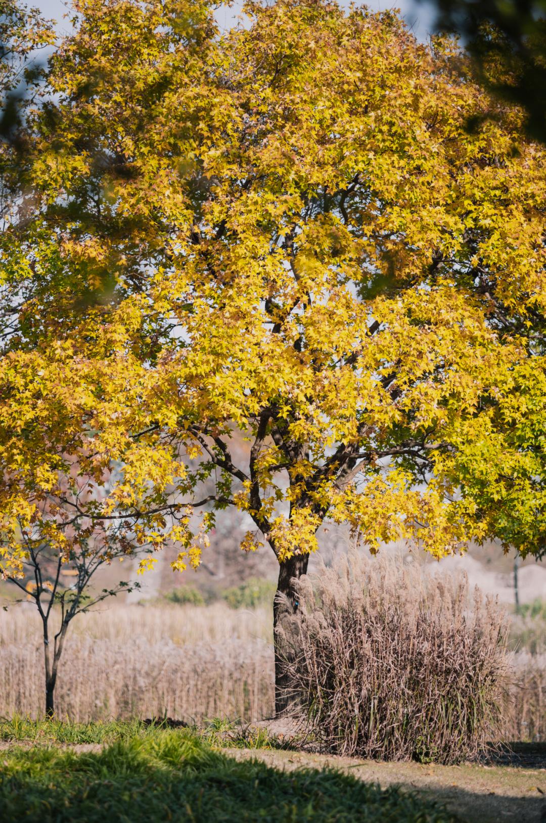 上海最美秋景,上海哪些公园可以拍秋景