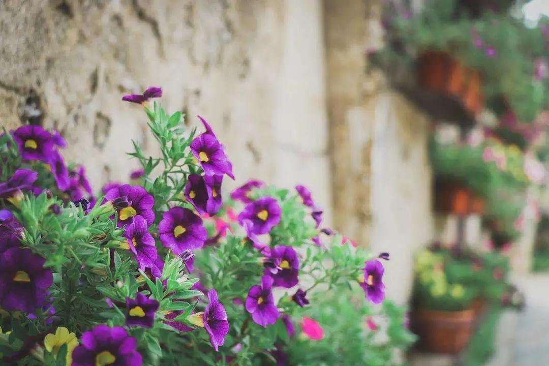 蓝紫色花系植物,蓝紫色系花境植物