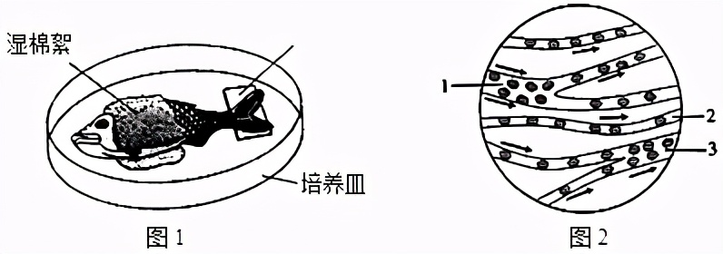临沂罗庄七下生物期中试卷,临沂七下生物期中试卷
