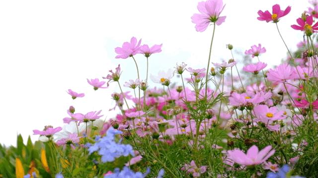 深圳5号地铁线附近的公园,地铁直达的深圳商圈