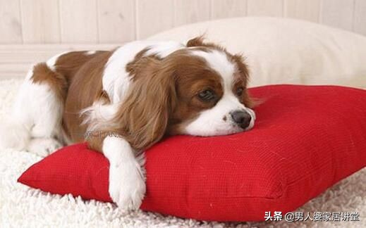 狗狗已经中毒了该怎么自救,狗狗中毒怎么急救处理