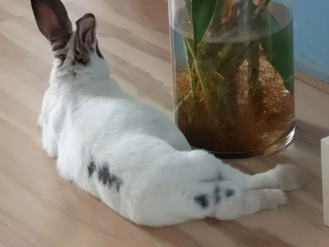 和宠物交流说什么,和宠物谈恋爱