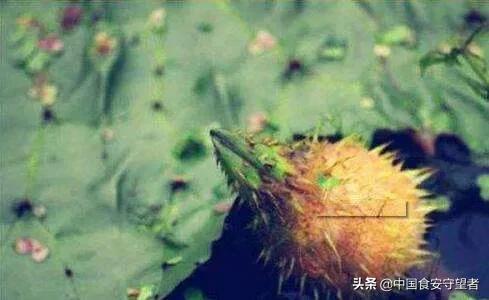 芡实营养价值和功效,芡实果的营养价值