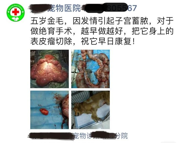 猫咪子宫蓄脓用地米能治好吗,胆小慎入猫咪