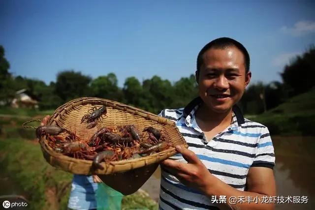 小龙虾五月瘟怎么引起的,小龙虾五月瘟怎么防治