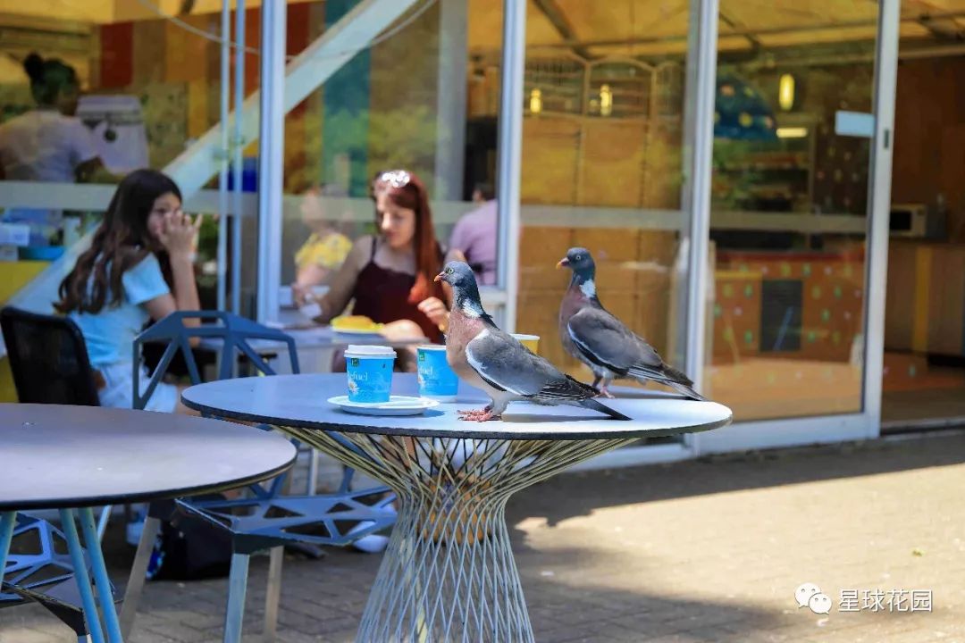 二木带你游花园|邱园（kewgarden）离我们到底有多远？