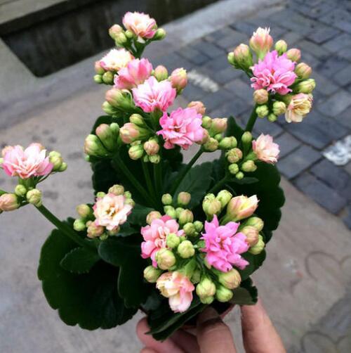 这5种花再好看也别乱养,1月份最好养好看的5种花