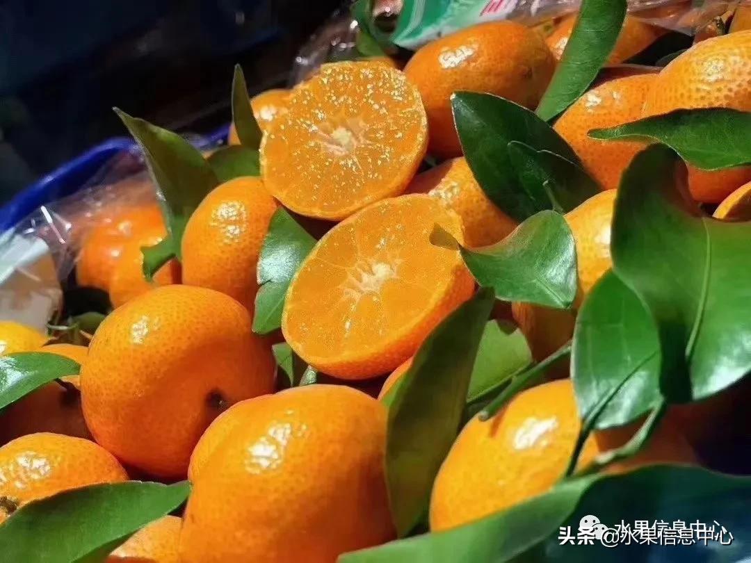 我国柑橘产区分布,柑橘产地行情