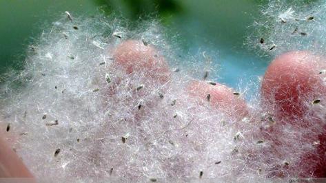 为了替你出气，我们给讨厌的杨柳絮来个“以暴制暴”