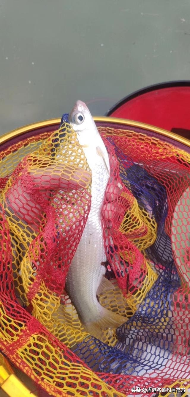 大暑天钓鱼怎么钓,大暑天野钓饵料