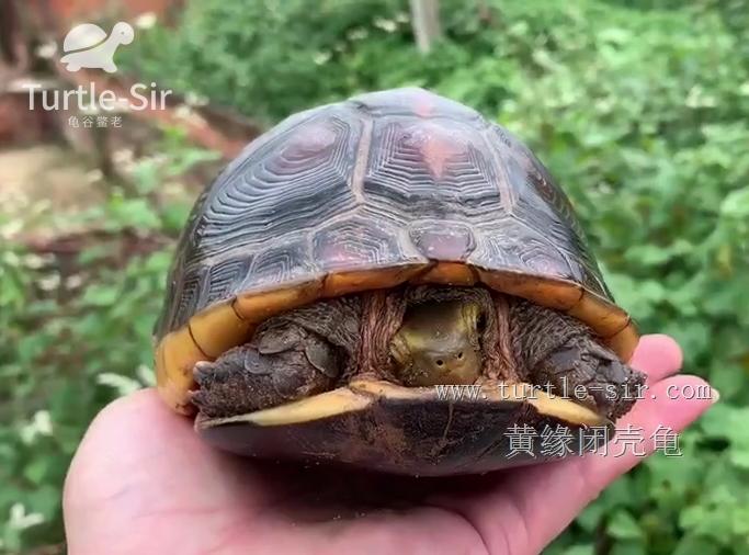 黄缘闭壳龟如何让它变高背,黄缘闭壳龟高背圆球模具