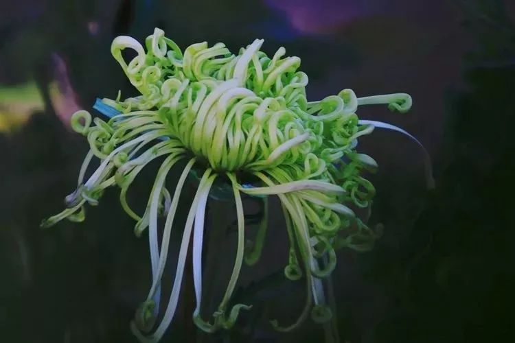 花中四君子菊花国画用笔,花中四君子菊花高清图片