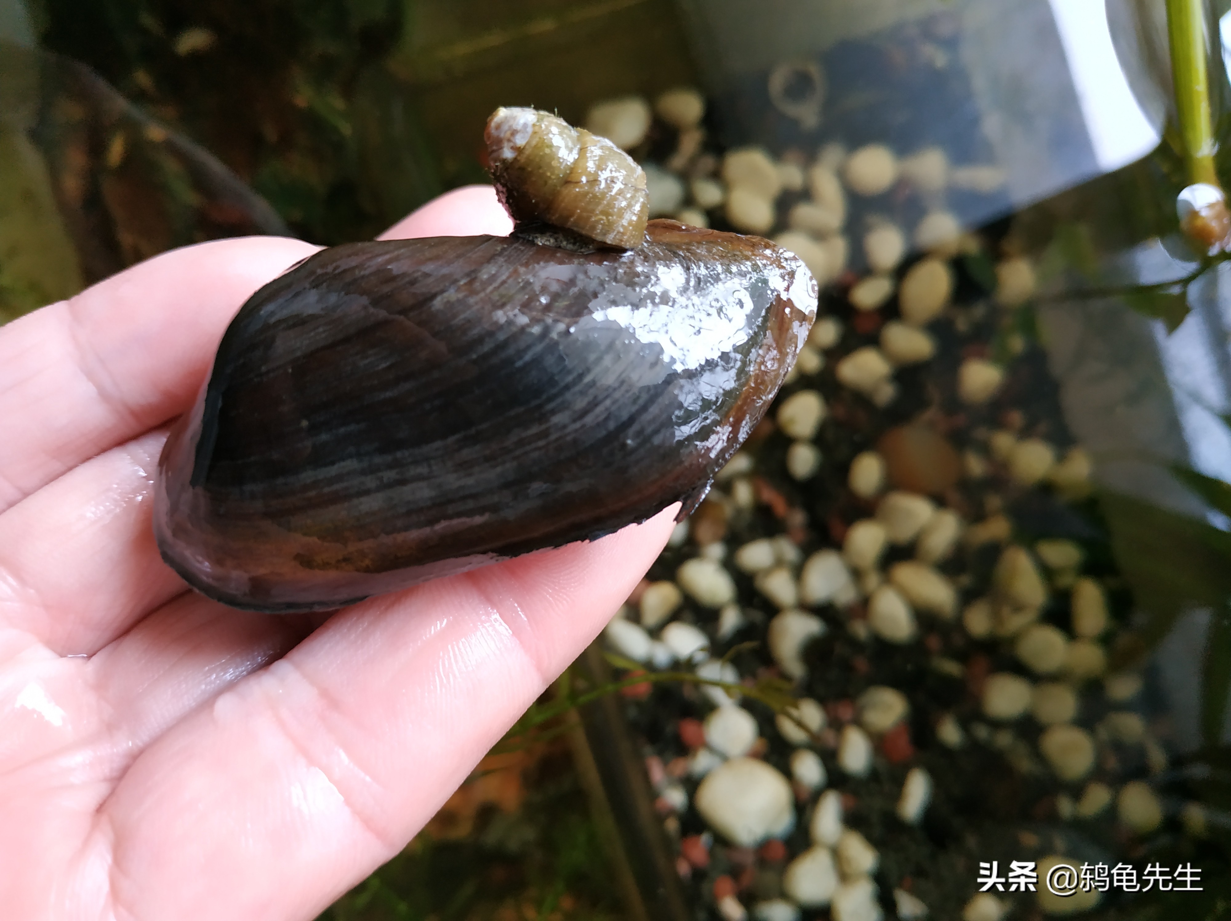 养河蚌对鱼缸有什么危害,为什么河蚌把鱼缸弄浑浊