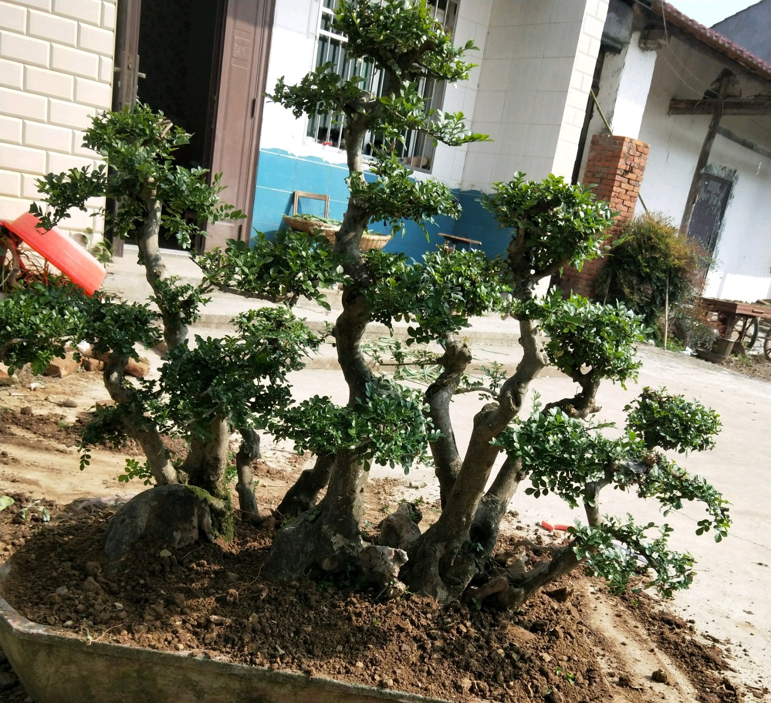 盆景白蜡叶子发黑什么原因,白蜡盆景发黄