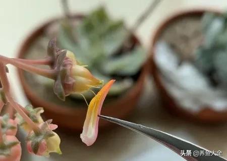 多肉开花了怎么办，多肉开花授粉收种子