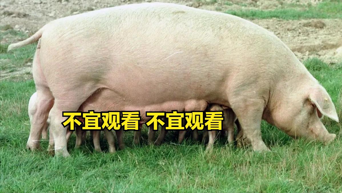 猪是蛇的克星这是真的吗,猪是龙的克星吗