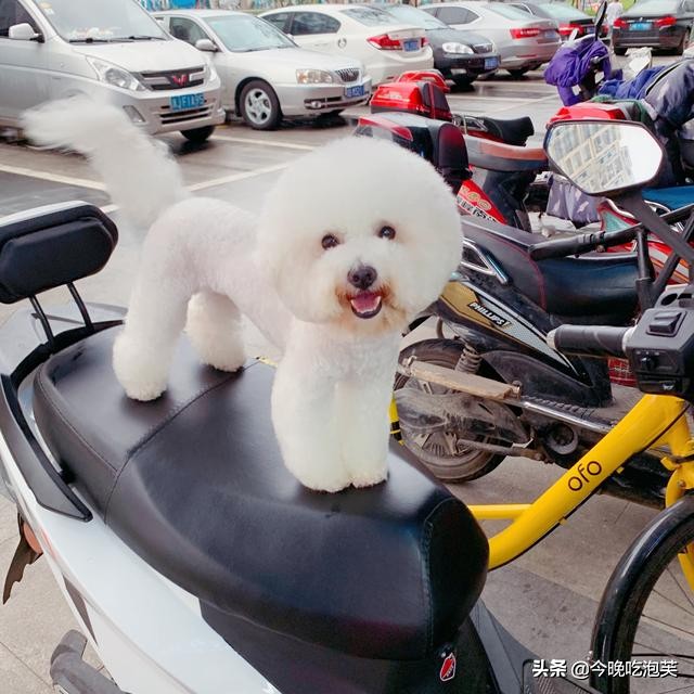 小比熊来新家大狗狗就开始有泪痕,比熊狗狗泪痕怎么去除最快最有效